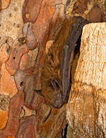 Eptesicus fuscus BIG BROWN BAT 8017078z