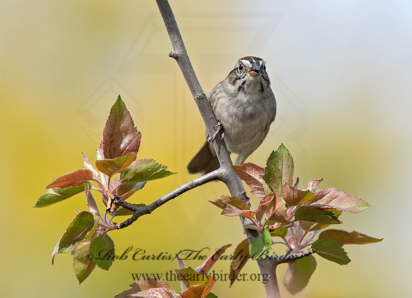 Melospiza georgiana  SWAMP SPARROW 9043016z