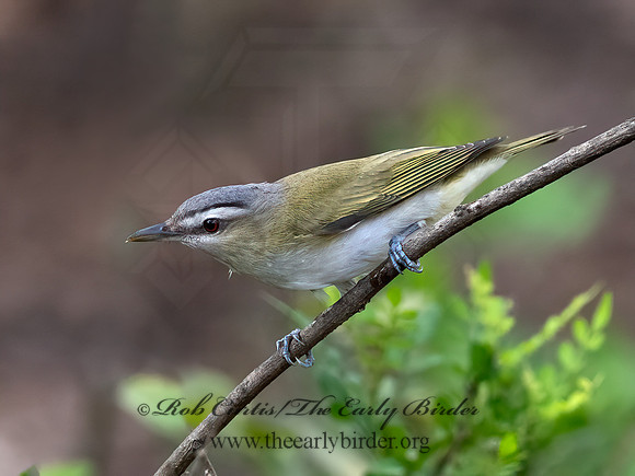 Vireo olivaceus  RED-EYED VIREO 3031073z