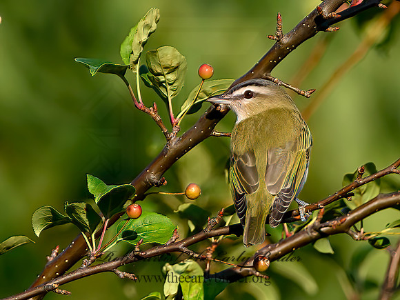 Vireo olivaceus  RED-EYED VIREO 1305889z