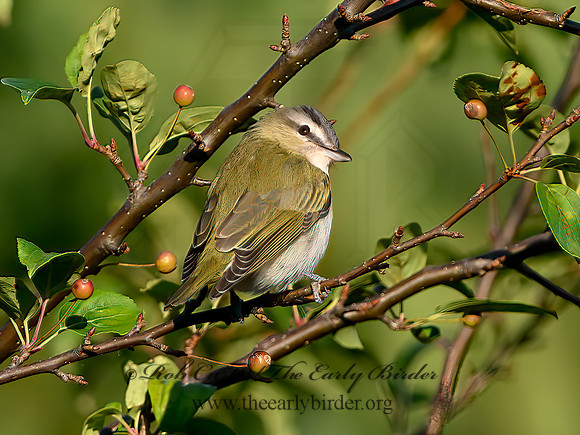 Vireo olivaceus  RED-EYED VIREO 1305887z