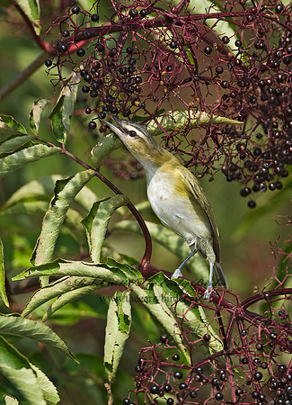 Vireo olivaceus  RED-EYED VIREO 8018024z