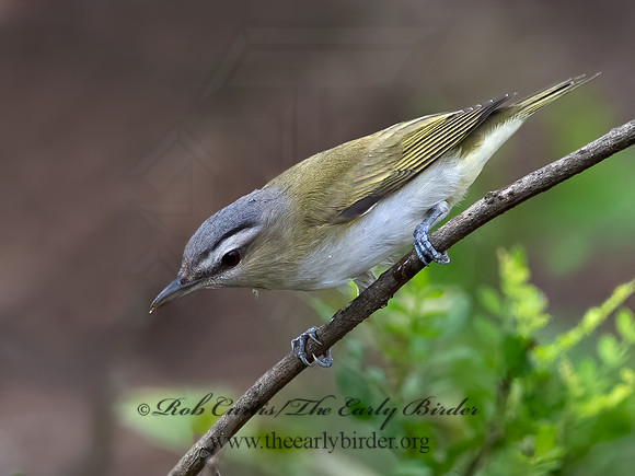 Vireo olivaceus  RED-EYED VIREO 3031070z