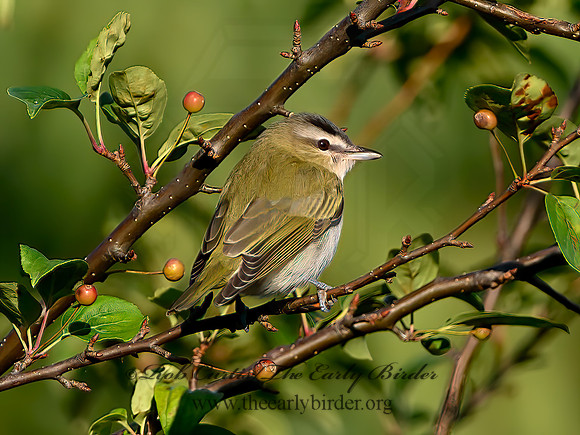 Vireo olivaceus  RED-EYED VIREO 1305886z