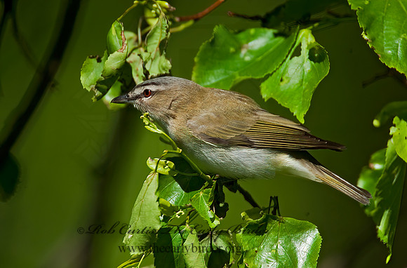 Vireo olivaceus  RED-EYED VIREO 8022071z