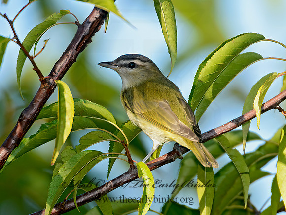 Vireo olivaceus  RED-EYED VIREO 9004176-1z