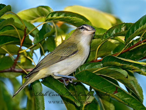 Vireo olivaceus  RED-EYED VIREO 9004175-1z