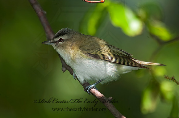 Vireo olivaceus  RED-EYED VIREO 8022068z