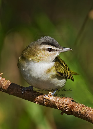 Vireo olivaceus  RED-EYED VIREO 8018711z