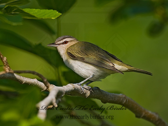 Vireo olivaceus  RED-EYED VIREO 7002692sz