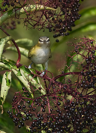 Vireo olivaceus  RED-EYED VIREO 8018025z