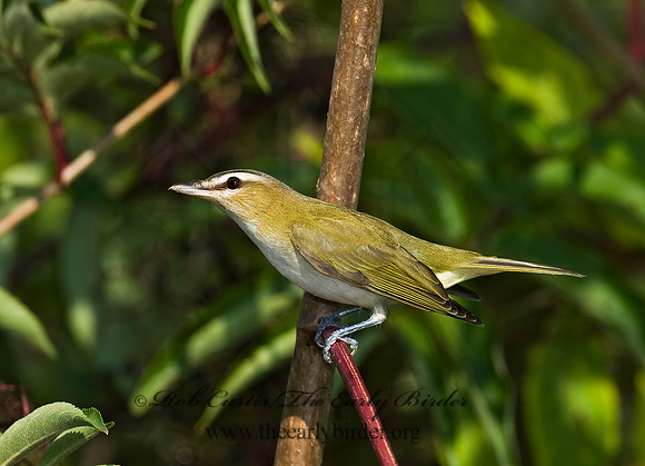Vireo olivaceus  RED-EYED VIREO 8018020z
