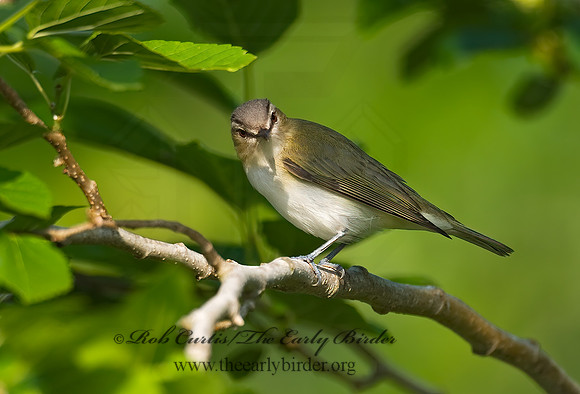 Vireo olivaceus  RED-EYED VIREO 7002695z