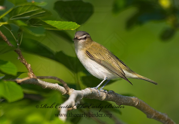 Vireo olivaceus  RED-EYED VIREO 7002690z