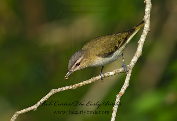 Vireo olivaceus  RED-EYED VIREO 7002685z