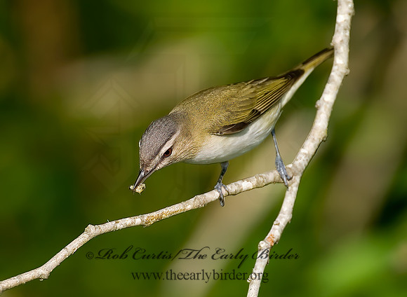 Vireo olivaceus  RED-EYED VIREO 7002684z