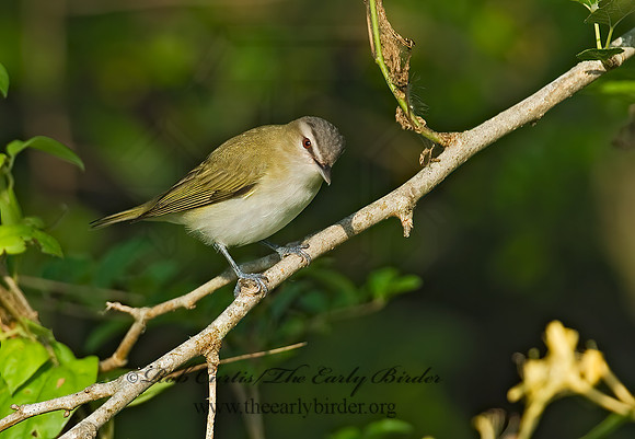 Vireo olivaceus  RED-EYED VIREO 7002683z