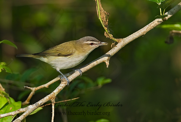Vireo olivaceus  RED-EYED VIREO 7002680z