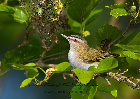 Vireo olivaceus  RED-EYED VIREO 7002673z