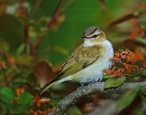 Vireo olivaceus  RED-EYED VIREO 300417z