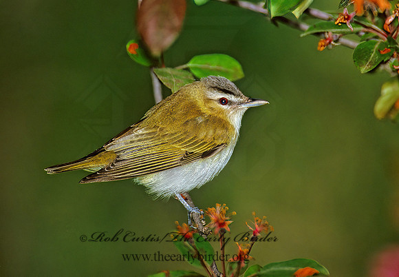Vireo olivaceus  RED-EYED VIREO 300404z