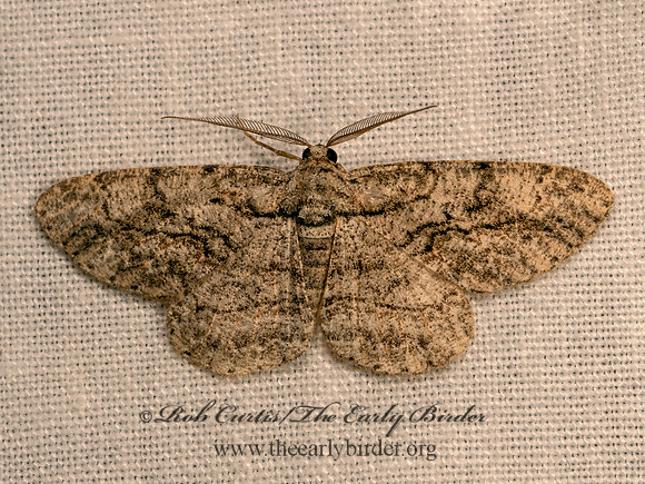 Anavitrinella pampinaria  COMMON GRAY 9083013z