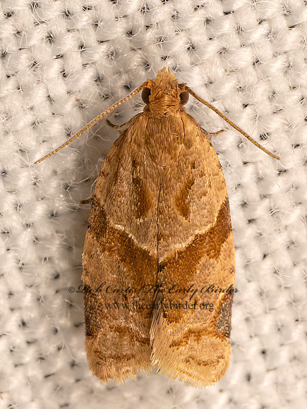 Clepsis peritana  GARDEN TORTRIX 9083259z