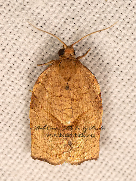 Choristoneura rosaceana  OLIVE-BANDED LEAFROLLER 9083247z
