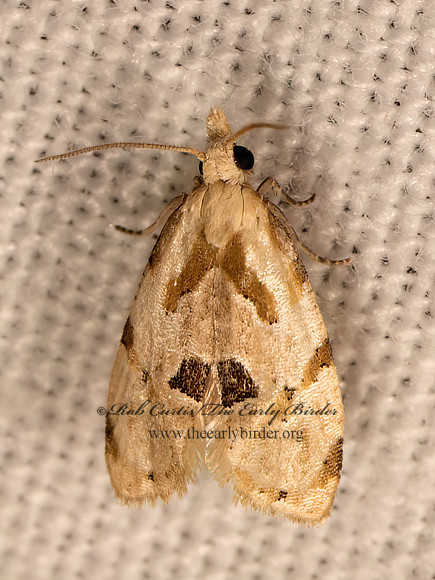 Aethes angustana group  COCHYLINI TORTRICID MOTH 9083263z