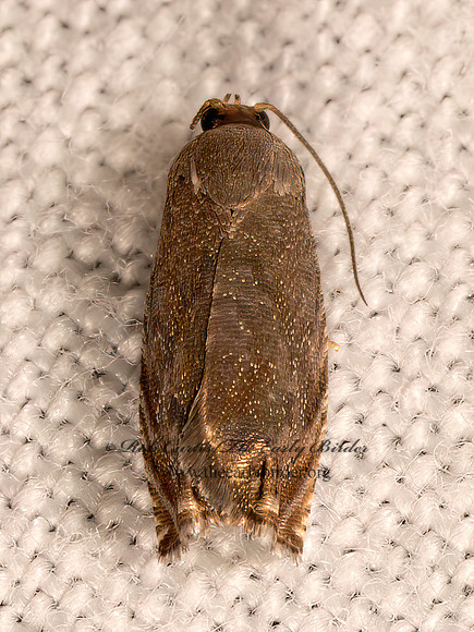 Cydia caryana  HICKORY SHUCKWORM MOTH 9083487z