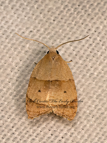 Coelostathma discopunctana  BATMAN MOTH 9083481z