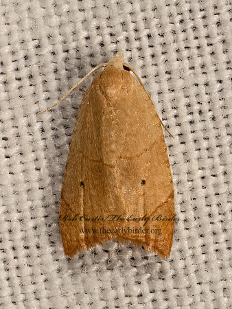 Coelostathma discopunctana  BATMAN MOTH 9083362z