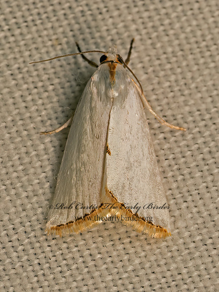 Urola nivalis  SNOWY UROLA 9083154z