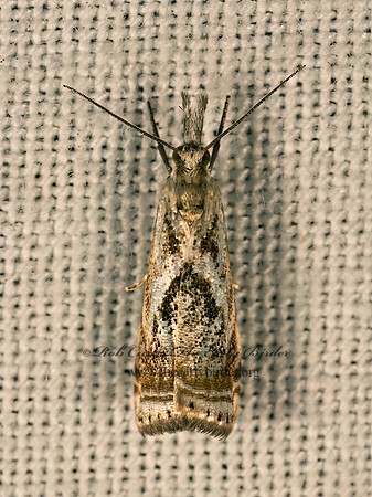 Microcrambus elegans  ELEGANT GRASS-VENEER 9081245z