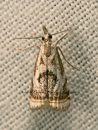 Microcrambus elegans  ELEGANT GRASS VENEER  9083133z