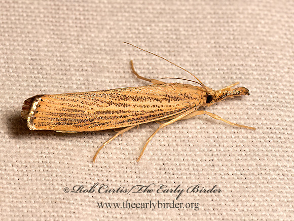 Agriphila vulgivagellus  VAGABOND CRAMBID 9084055z