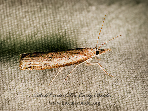 Fissicrambus mutabilis  CHANGEABLE GRASS-VENEER 9082990z