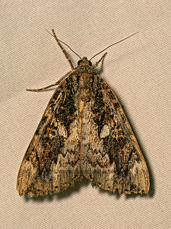 Catocala innubens  BETROTHED UNDERWING 9082174z