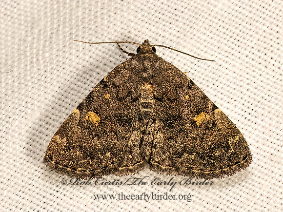 Idia aemula  COMMON IDIA 9083397z