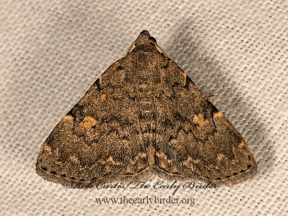 Idia aemula COMMON IDIA 9081618z
