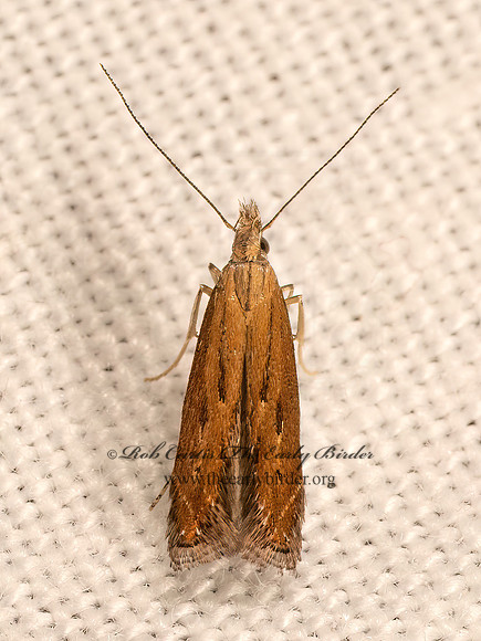 Isophrictis anteliella  TWIRLER MOTH 9083114z