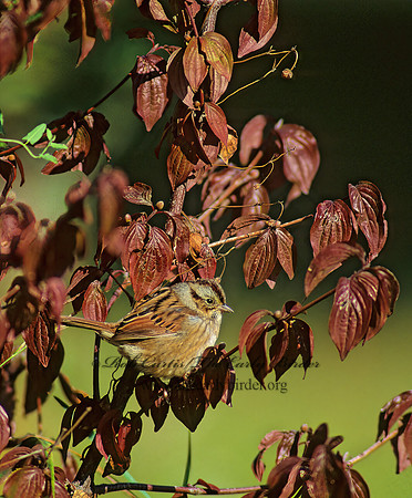 Melospiza georgiana  SWAMP SPARROW 97604z