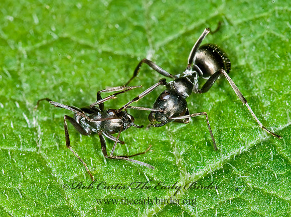 Formica subsericea~ 6016966z