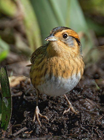 Ammospiza nelsoni  NELSON'S SPARROW 9004896z