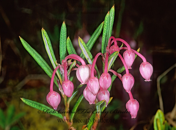 Andromeda polifolia  BOG-ROSEMARY 238309z