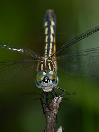 Pachydiplax longipennis BLUE DASHER 9047668