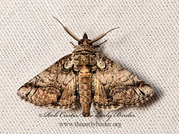 Paectes  EUTELIID MOTH 3040139z