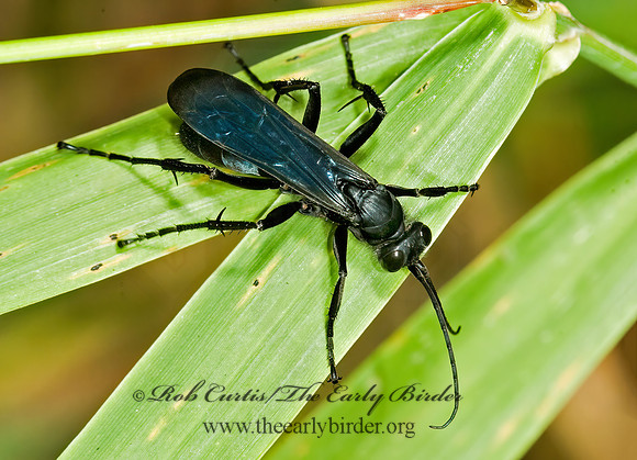 Arachnospila 5013875z