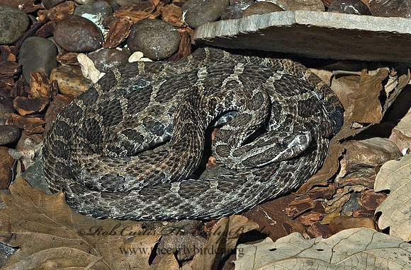 Sistrurus catenatus  EASTERN MASSAUGA 5011102z