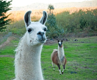 Lama glama  LLAMA 8019923z